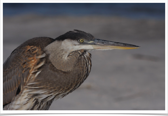 Great Blue Heron